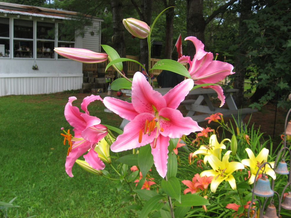 Warren, NH: Beautiful flowers grown by Deb Ferland Warren Village Estates