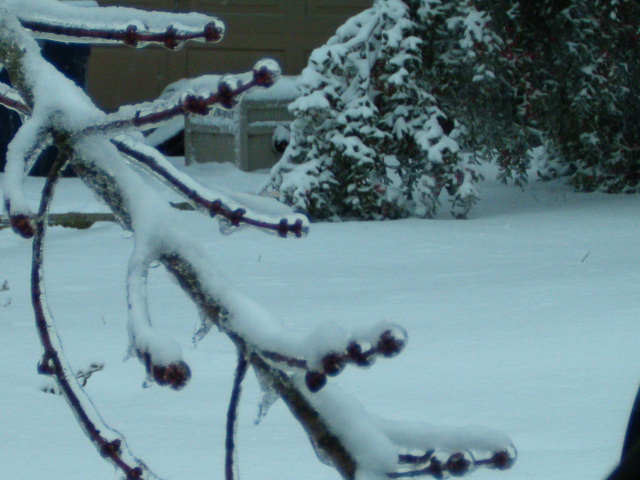 Valley Station, KY: A pretty part of the winter storm of January 2009, taken in my front yard.