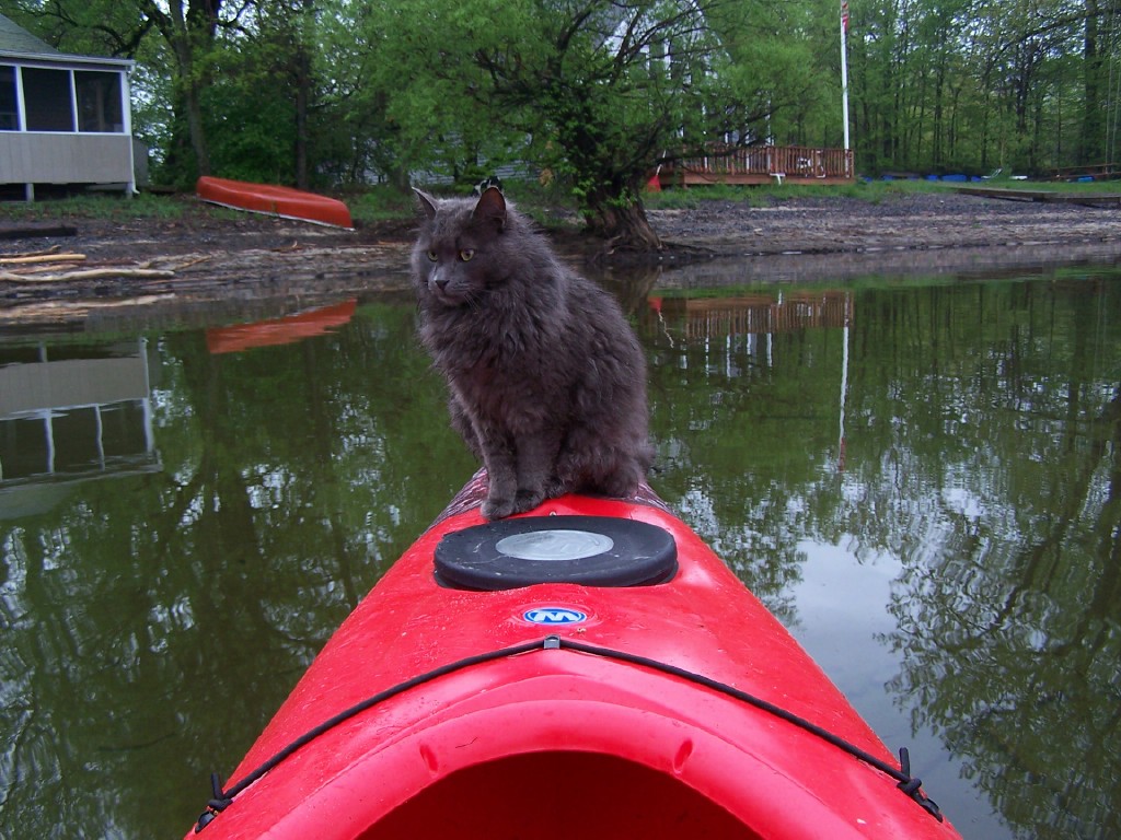 Colchester, VT: My cat Fuego, who loves to Kayak in the waters near the Causeway and Mills Point