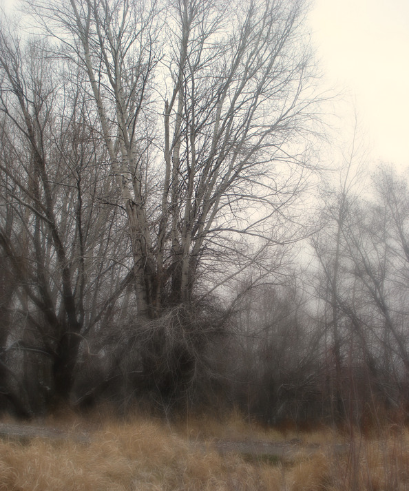 Mapleton, UT: Tree in the Mist