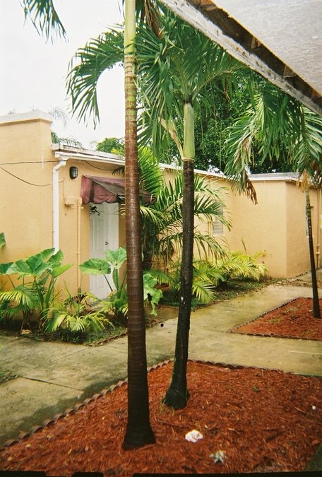 Hollywood, FL : Hollywood Palms