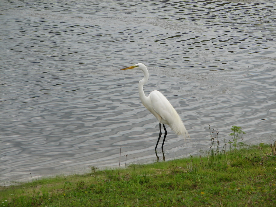 Oviedo, FL: Crane looking for lunch