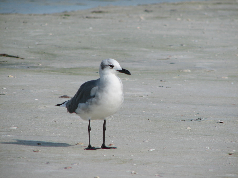 Dunedin, FL: Sea Gull begging for a snack