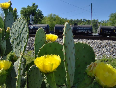 Irondale, AL: CACTUS BED WITH TRAIN CARS IN BACKGROUND CITY HALL AREA