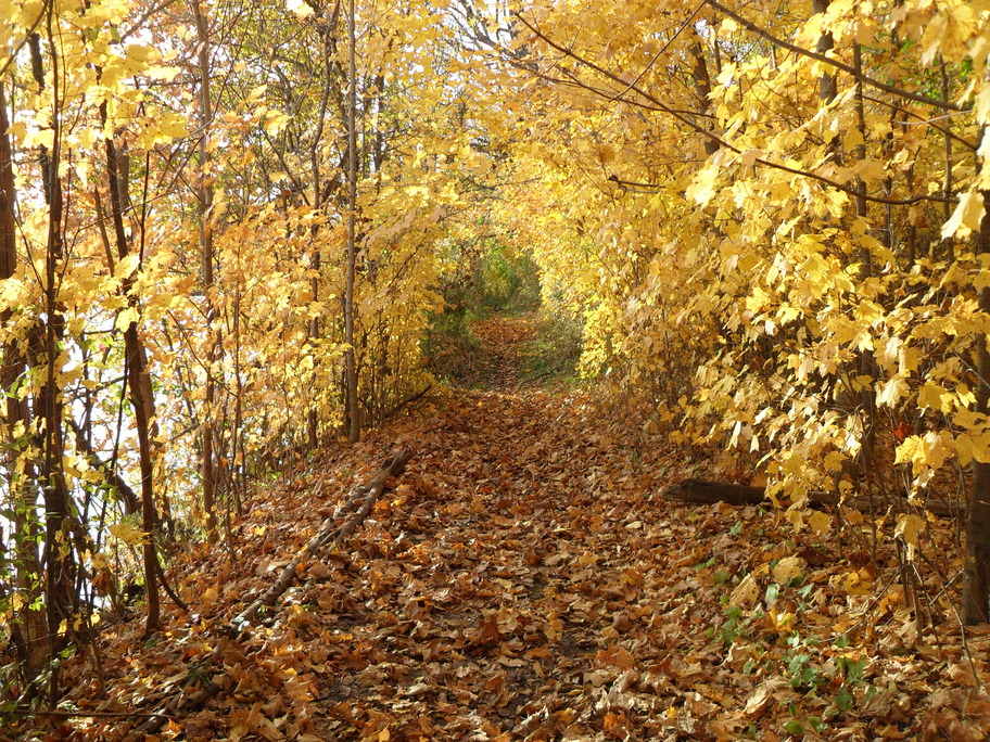 Latrobe, PA: Fall Trees