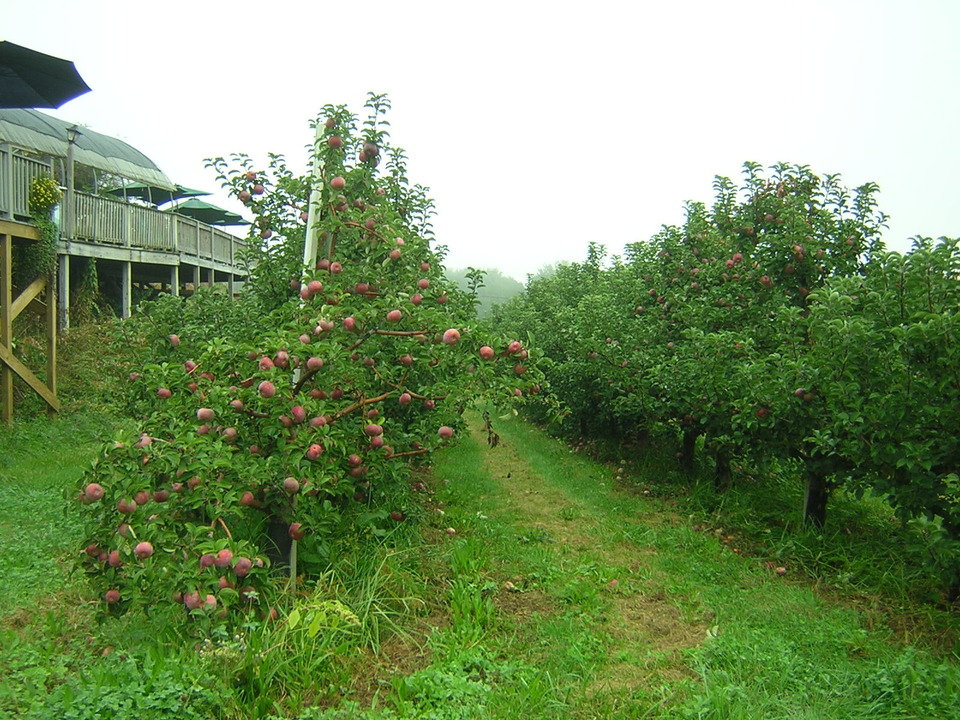 Glastonbury, CT : South Glastonbury | Rose's Berry Farm | Breakfast