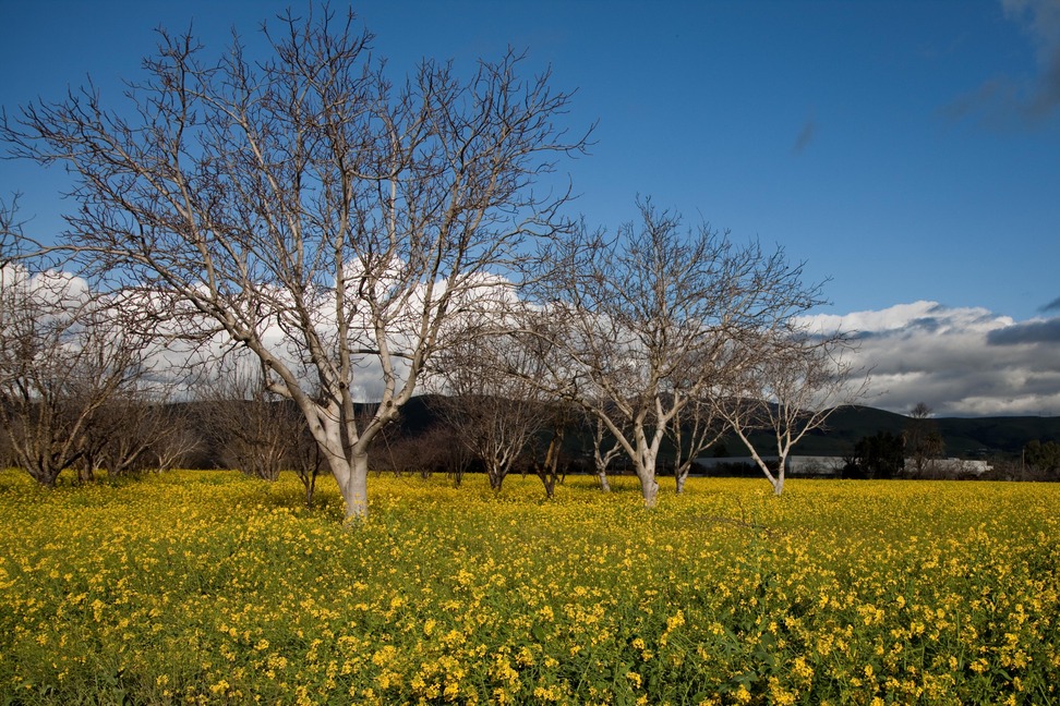 San Jose, CA: Orchard and Wild Mustard