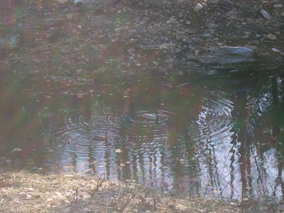 Bowdoin, ME: pair of malard ducks in pond in backyard