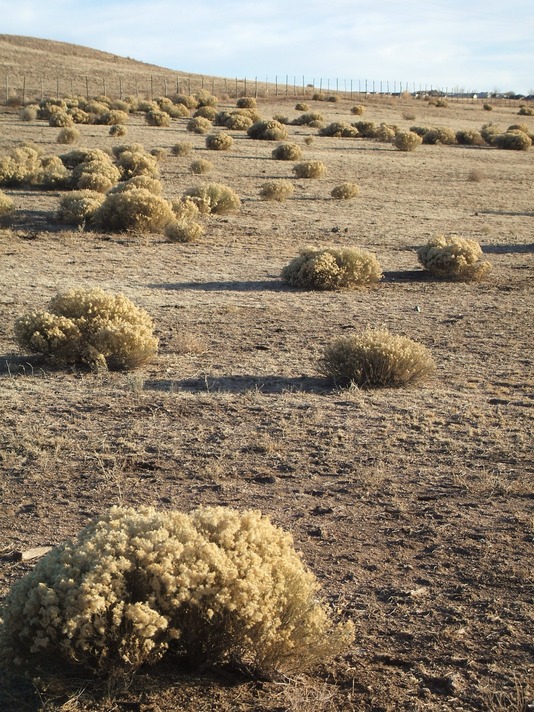 Chino Valley, AZ: Field of Tumbleweed, Chino Valley AZ