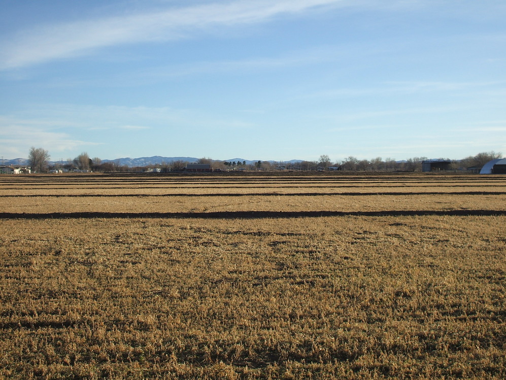 Chino Valley, AZ: Farm Field off Rte 89, Chino Valley AZ