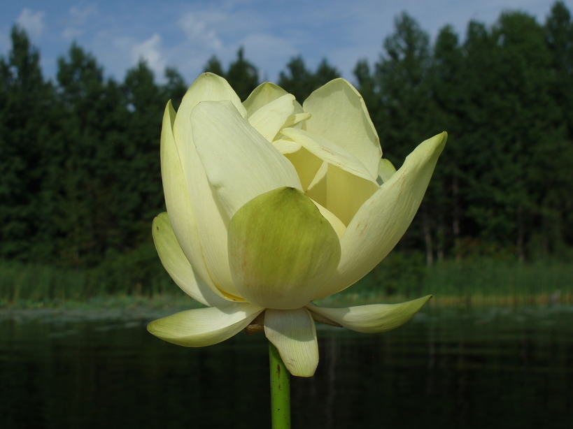 Alba, TX: Water lily picked out of the lily pads on Lake Fork (near alligator cove)