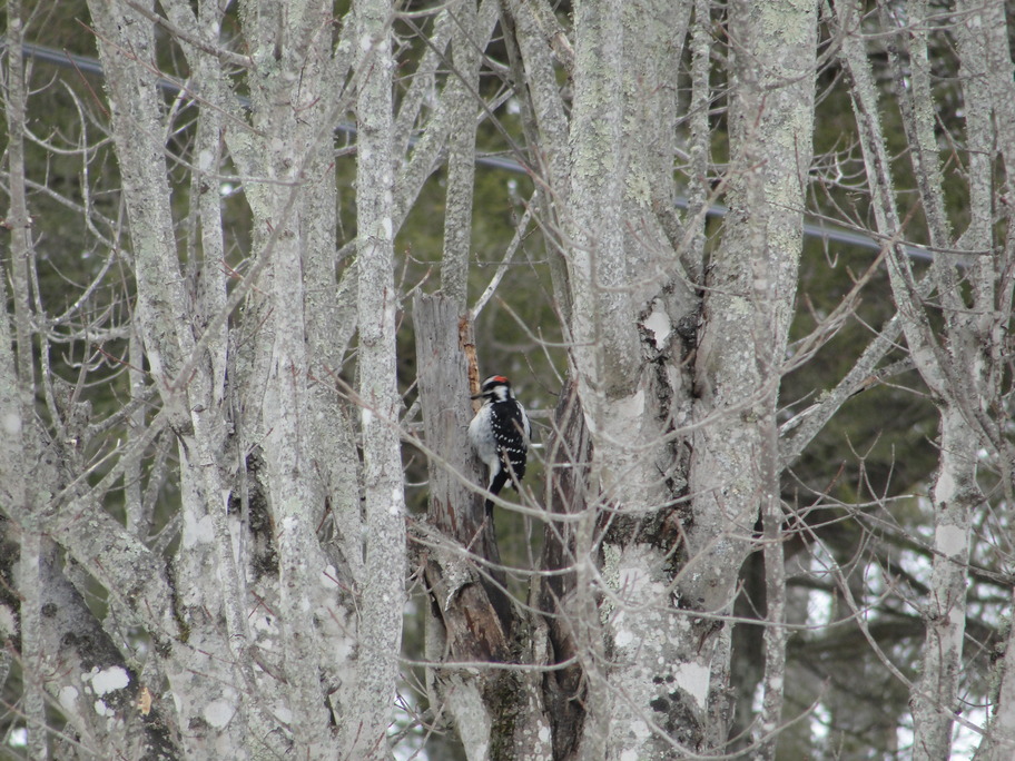 Crossnore, NC : Woodpecker in Crossnore.