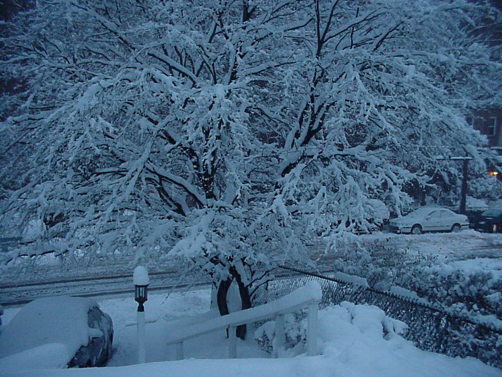 Bronxville, NY: 50 yr old Japanese Maple covered in snow February 10, 2010 Snow Storm 13 inches of snow