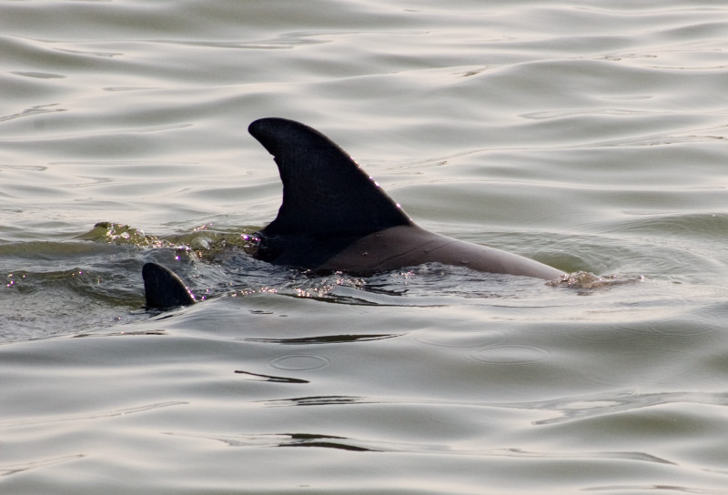 Sebastian, FL: Dolphin mom and baby in the Indian River.