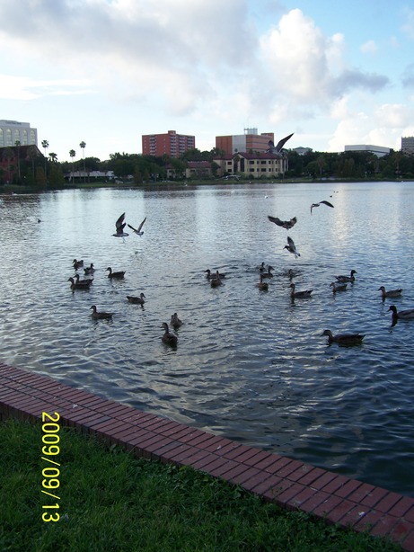 Lakeland, FL: The ducks and swans gather at Lake Morton