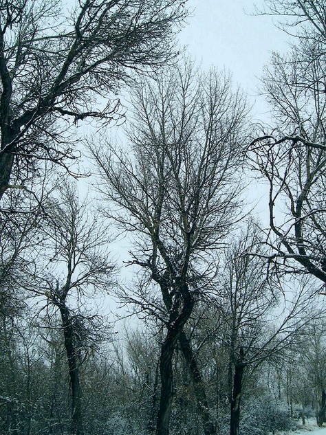 Buffalo, WY: Trees along Clear Creek Trail in Buffalo - January, 2010