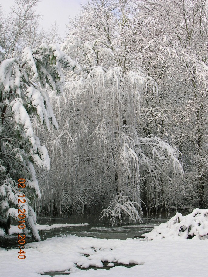 Cottageville, SC: Weeping Willow/Pond