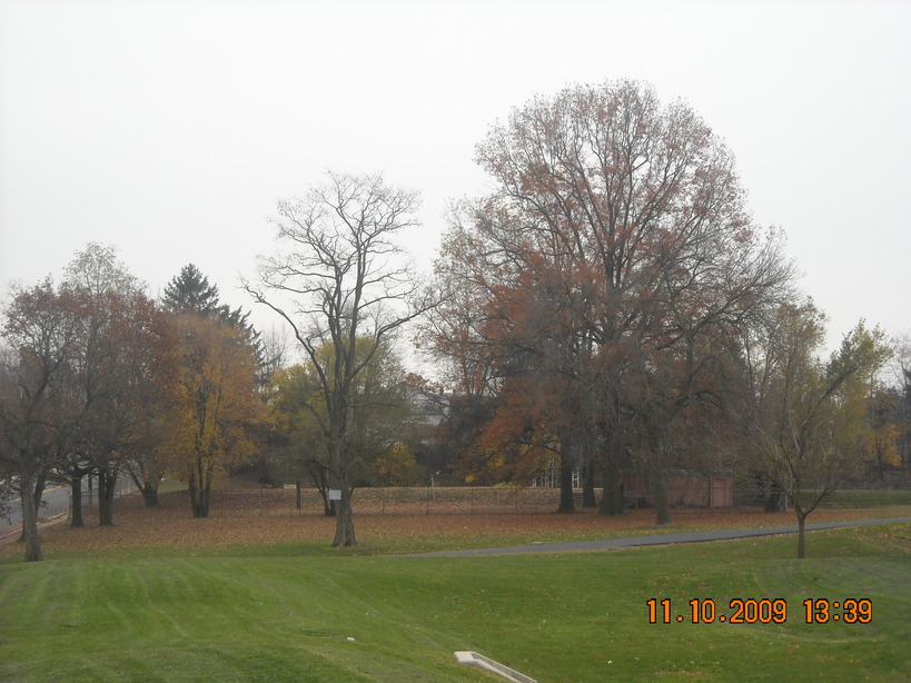 Enola, PA: Trees located On North Enola Drive at the Legion