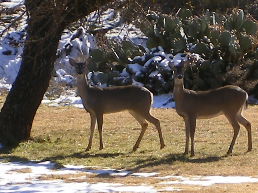 Buffalo Gap, TX: Deer at the Van Zandt's
