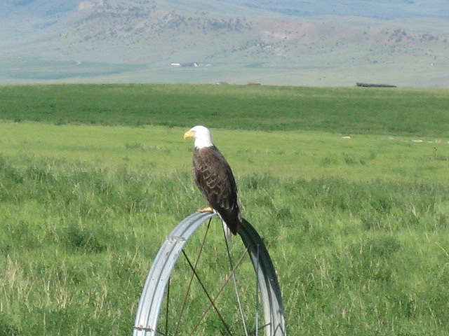 Clyde Park, MT: Eagle on Logan's Ranch, Clyde Park MT
