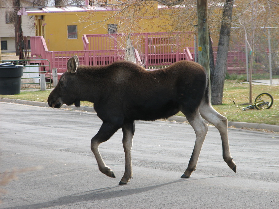 Kemmerer, WY: Moose calf wandering through town, near Archie Neill Park