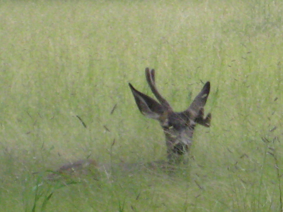 Ruidoso, NM: Deer resting in the field, 1/2 block off Sudderth on Country Club, July 2009