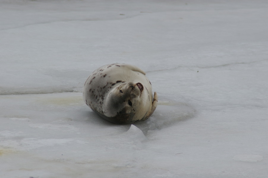 Wells, ME : Harp Seal stopped by Drakes Island for a rest..title..