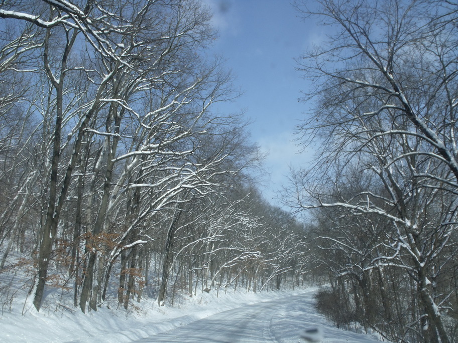 Excelsior Springs, MO: Surrounding snowy trees