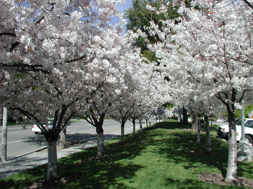 oh cherry tree where is cherrytree township in pennsylvania oh cherry tree where is cherrytree township in pennsylvania
