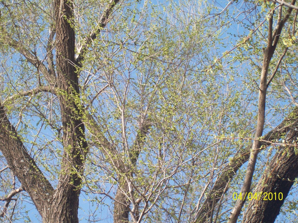 Haysville, KS: signs of spring. trees in bloom April 2010