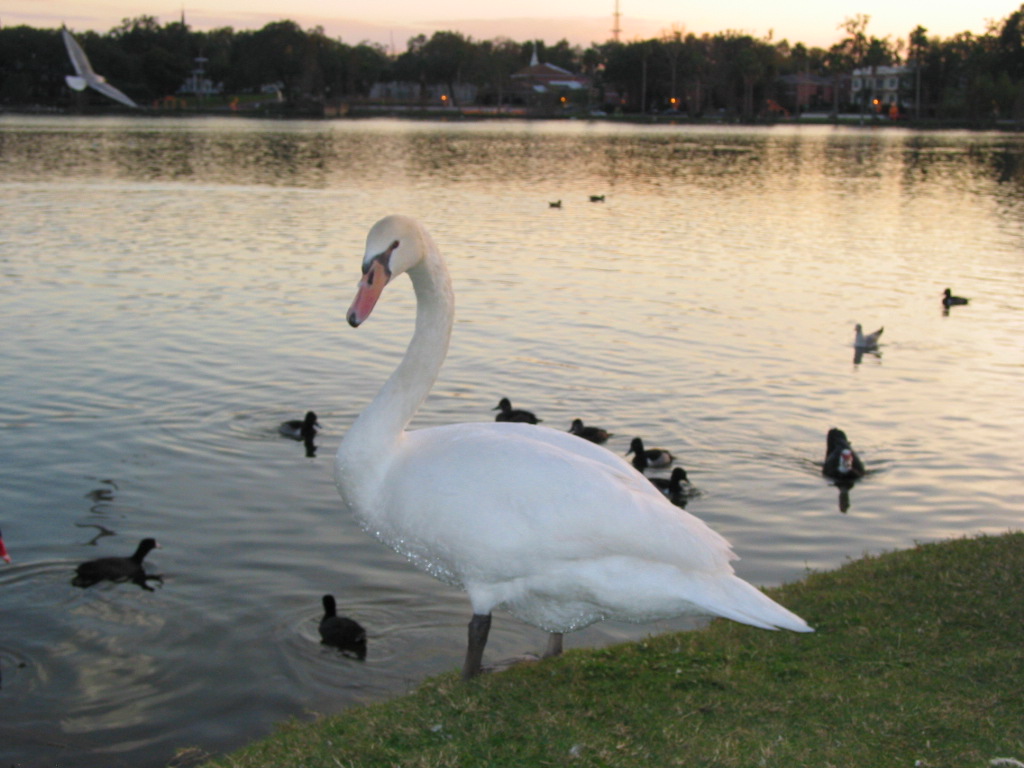 Lakeland, FL: Lakeland Swan at Lake Morton