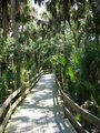 Melbourne, FL: Catwalk through the Woods, Melbourne vicinity, FL