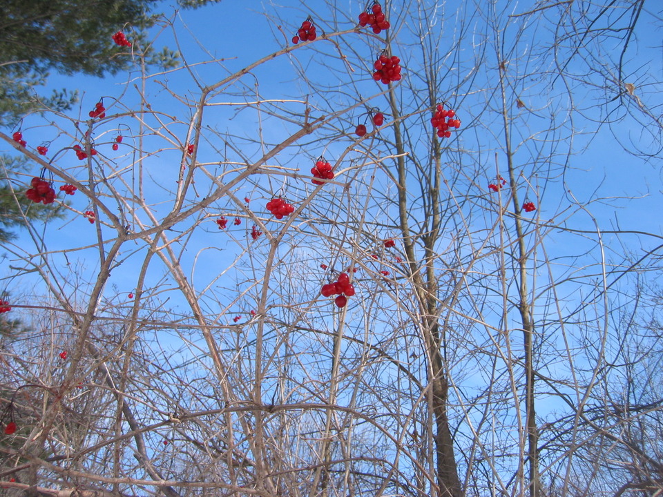 Marysville, MI: Red winter berries