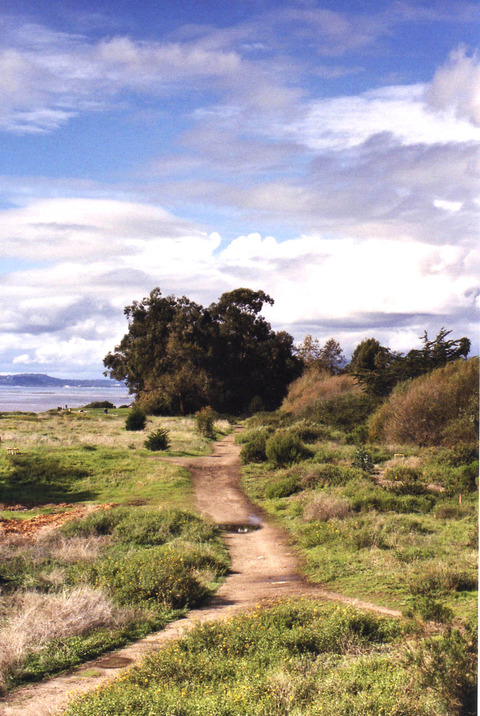 Carpinteria, CA : Carpinteria's Tar Pits Park photo, picture, image