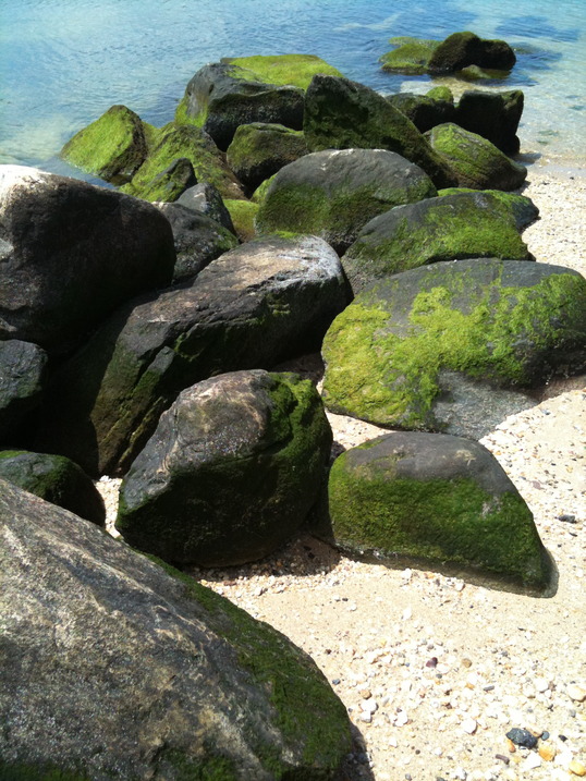 Sea Cliff, NY: Mossy rocks at Tappan Beach