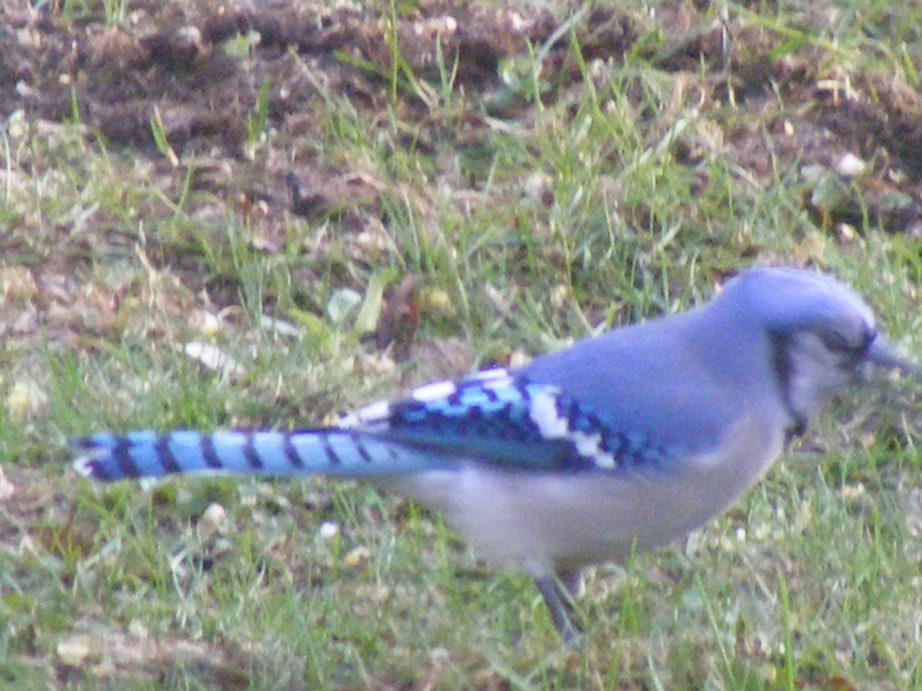 Avoca, WI: One of the many Blue Jays that comes to feed.