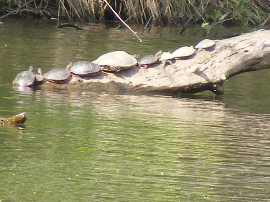 Avoca, WI: turtles on log, just sunning themselves on Avoca Lake