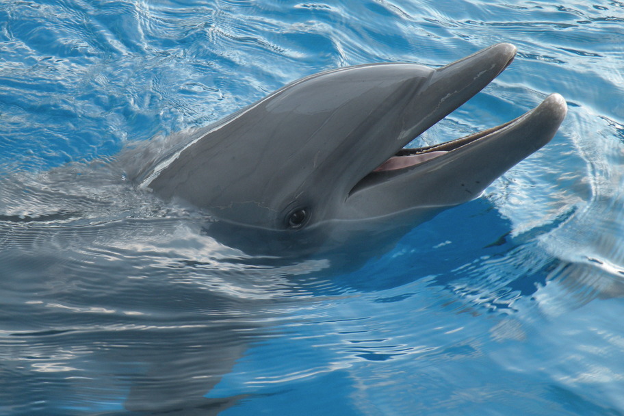Miami, FL Miami Sea Aquarium Dolphin photo, picture, image (Florida