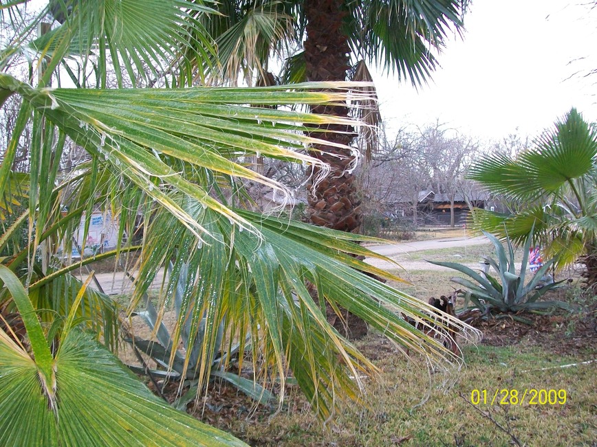 Holland, TX: Ice on the palm leaves from January 2009 storm
