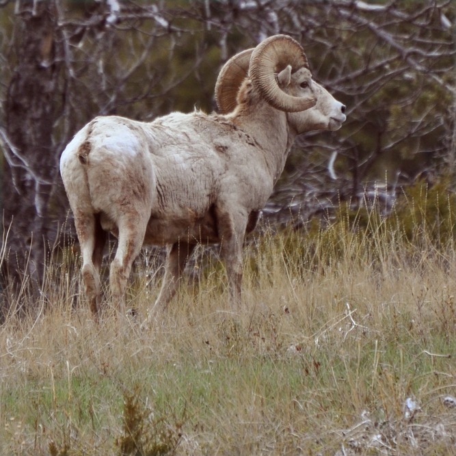 Choteau, MT : Benchmark Bighorn