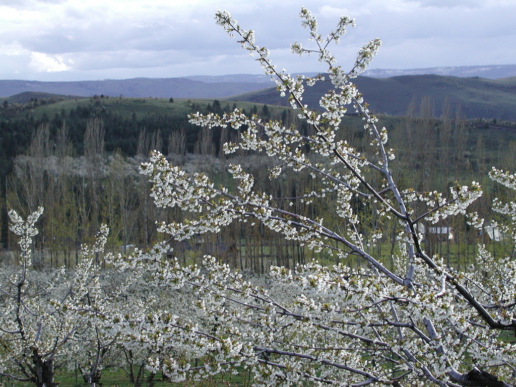Cove, OR : Cove, OR at cherry blossom time
