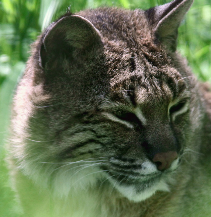 Millbrook, NY Bobcat at the Trevor Zoo in Millbrook, NY photo