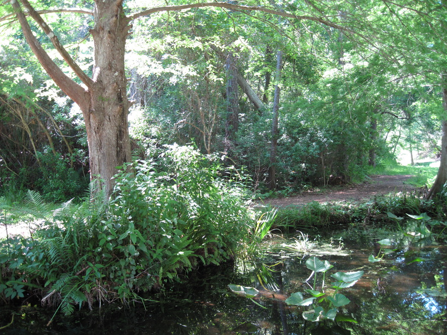 Palatka Fl A Picture Of The Ravine Gardens Photo Picture