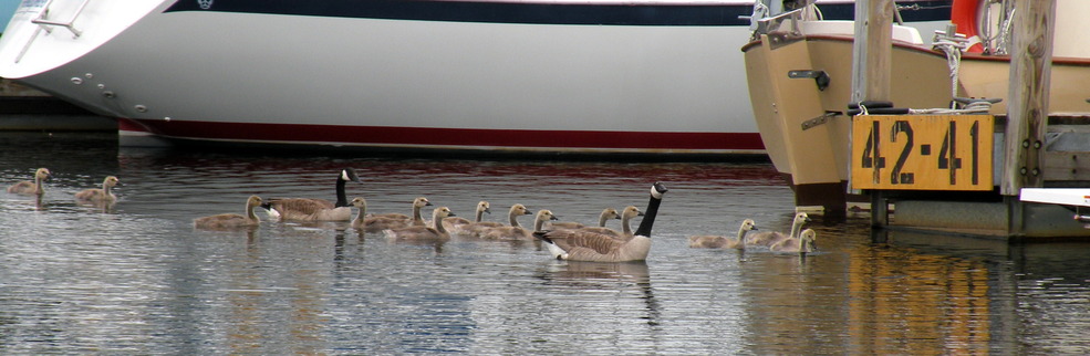 Escanaba, MI: Ducks in the harbor