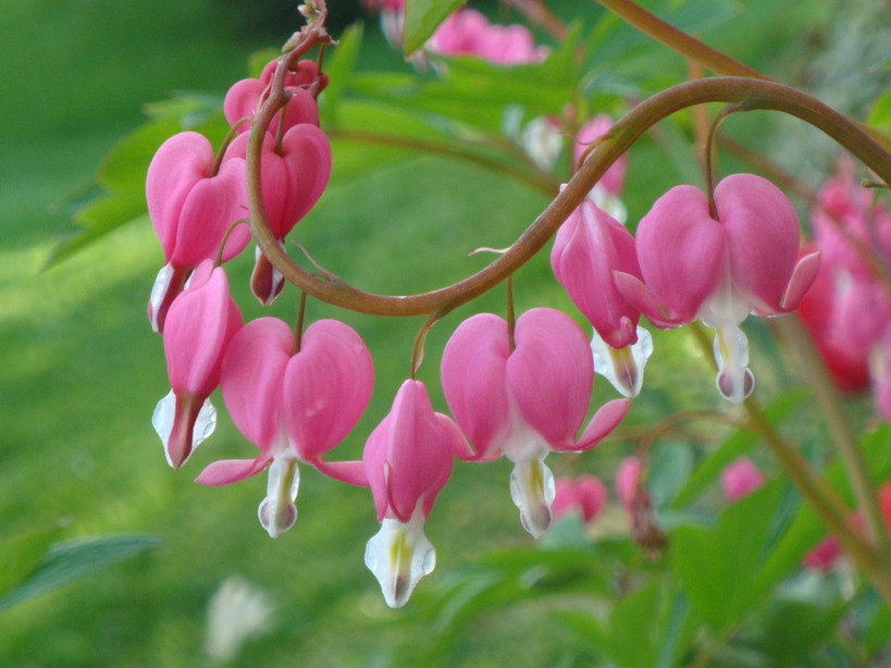 Elizabethtown, PA: Bleeding Hearts - Taken on the porch at a friends house on Stone Mill Drive.