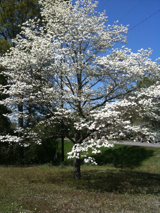 Carthage, TX: my dogwood tree in full bloom