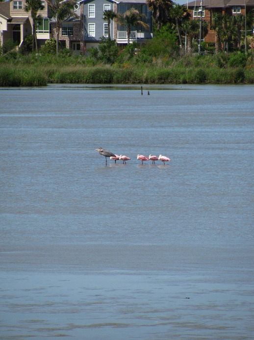 League City, TX: pink bird on water