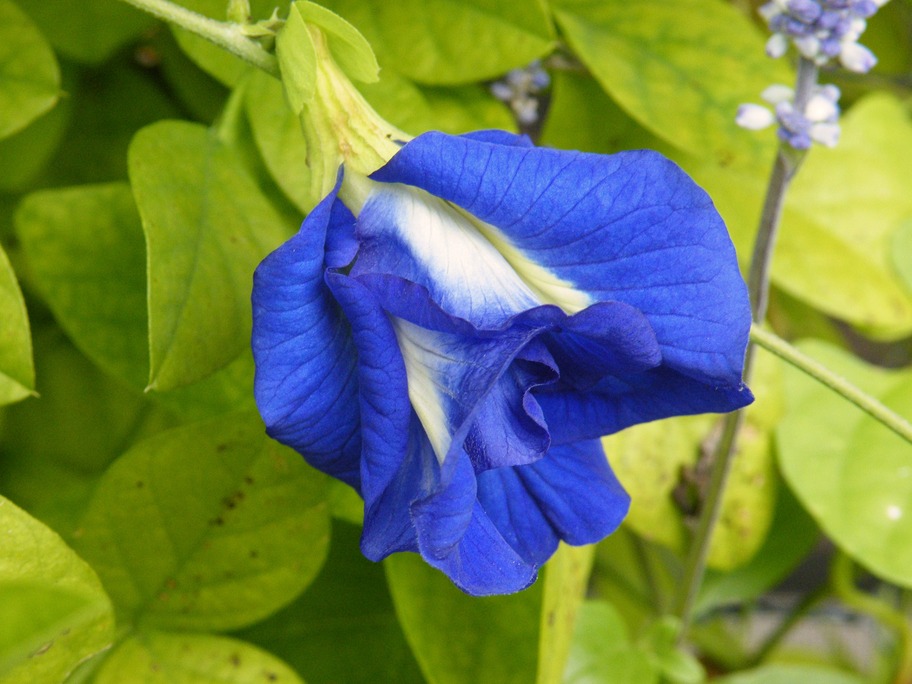 North Port, FL: Blue "Rose" Vine