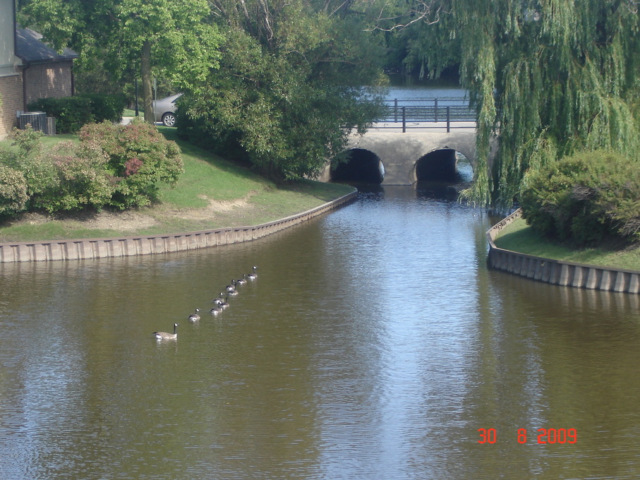Palatine, IL: A Chain of ducks
