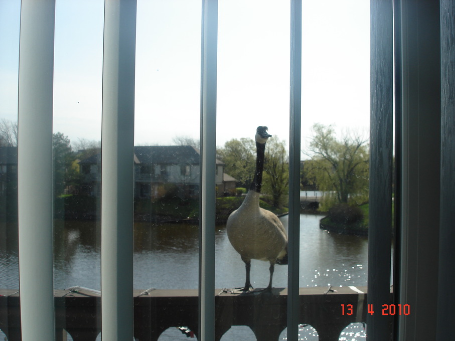 Palatine, IL: Duck on the patio